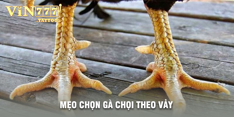 Mẹo Chọn Gà Chọi Theo Vảy