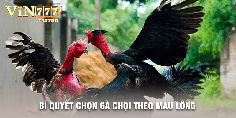 Bí Quyết Chọn Gà Chọi Theo Màu Lông