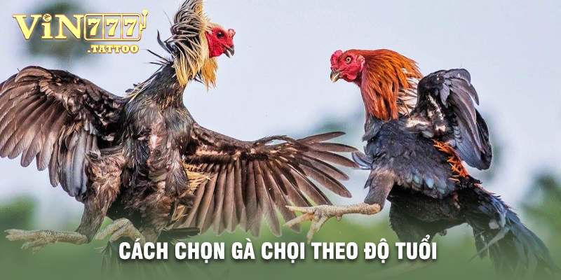 Cách Chọn Gà Chọi Theo Độ Tuổi